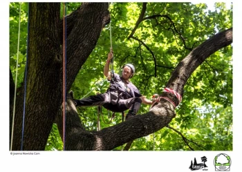 Mistrzostwa Polski we Wspinaczce Drzewnej