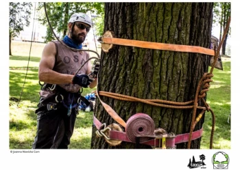 Mistrzostwa Polski we Wspinaczce Drzewnej