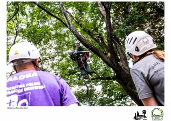 Mistrzostwa Polski we Wspinaczce Drzewnej