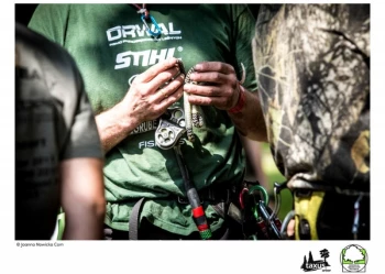 Mistrzostwa Polski we Wspinaczce Drzewnej