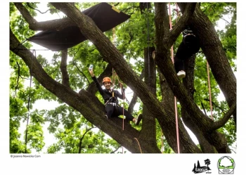 Mistrzostwa Polski we Wspinaczce Drzewnej