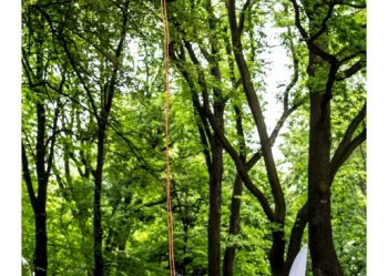 Mistrzostwa Polski we Wspinaczce Drzewnej