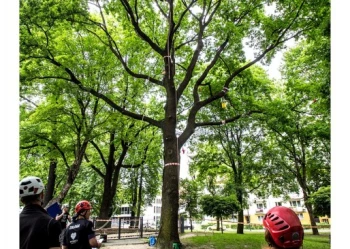 Mistrzostwa Polski we Wspinaczce Drzewnej