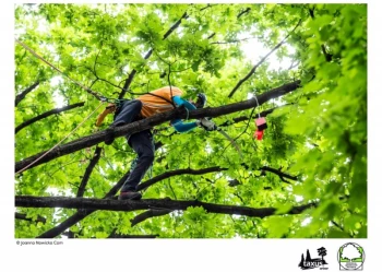Mistrzostwa Polski we Wspinaczce Drzewnej