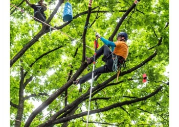 Mistrzostwa Polski we Wspinaczce Drzewnej