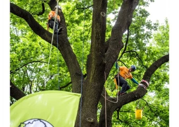 Mistrzostwa Polski we Wspinaczce Drzewnej
