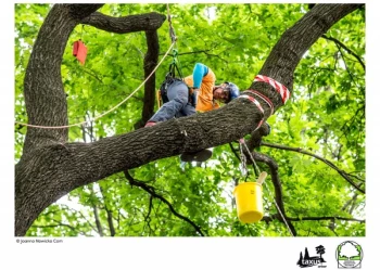 Mistrzostwa Polski we Wspinaczce Drzewnej