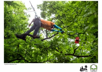 Mistrzostwa Polski we Wspinaczce Drzewnej
