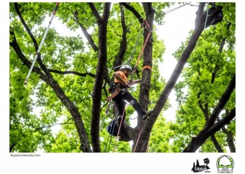 Mistrzostwa Polski we Wspinaczce Drzewnej