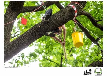 Mistrzostwa Polski we Wspinaczce Drzewnej