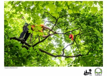 Mistrzostwa Polski we Wspinaczce Drzewnej