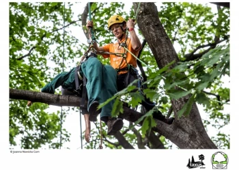 Mistrzostwa Polski we Wspinaczce Drzewnej