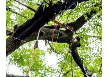 Mistrzostwa Polski we Wspinaczce Drzewnej