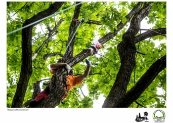 Mistrzostwa Polski we Wspinaczce Drzewnej