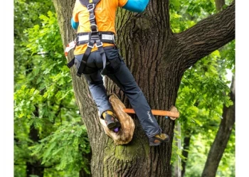 Mistrzostwa Polski we Wspinaczce Drzewnej