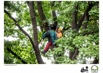 Mistrzostwa Polski we Wspinaczce Drzewnej