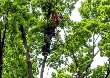 Mistrzostwa Polski we Wspinaczce Drzewnej