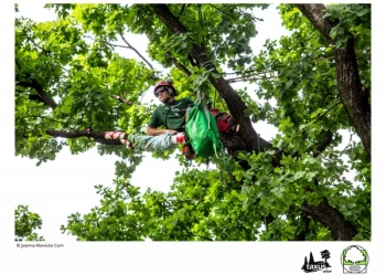 Mistrzostwa Polski we Wspinaczce Drzewnej