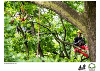 Mistrzostwa Polski we Wspinaczce Drzewnej