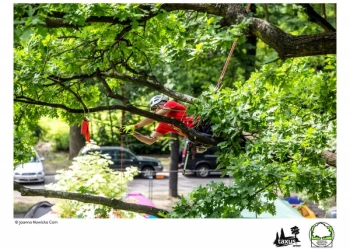 Mistrzostwa Polski we Wspinaczce Drzewnej