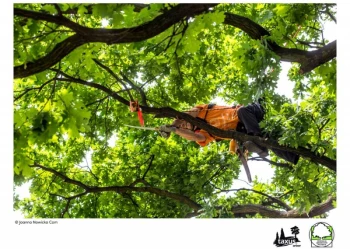 Mistrzostwa Polski we Wspinaczce Drzewnej