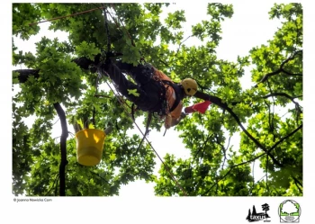 Mistrzostwa Polski we Wspinaczce Drzewnej