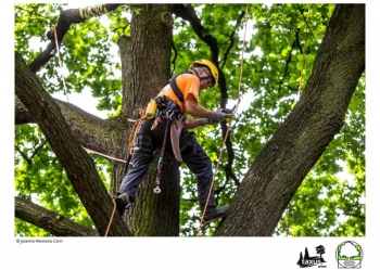 Mistrzostwa Polski we Wspinaczce Drzewnej