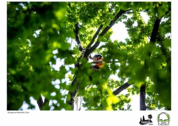 Mistrzostwa Polski we Wspinaczce Drzewnej