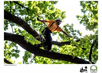 Mistrzostwa Polski we Wspinaczce Drzewnej