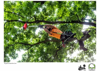 Mistrzostwa Polski we Wspinaczce Drzewnej