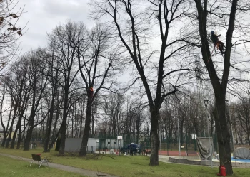 Pielęgnacja i wycinka drzew