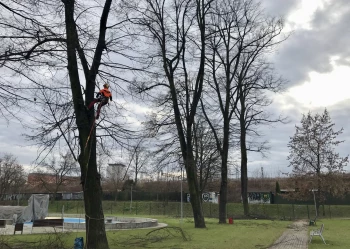 Pielęgnacja i wycinka drzew