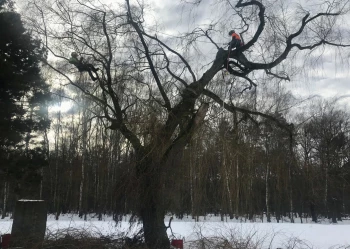 Pielęgnacja i wycinka drzew