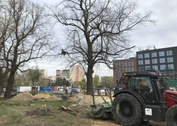 Pielęgnacja i wycinka drzew