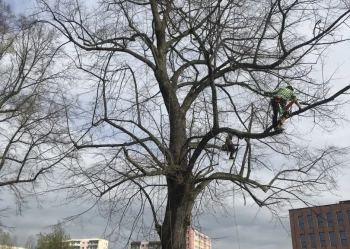 Pielęgnacja i wycinka drzew