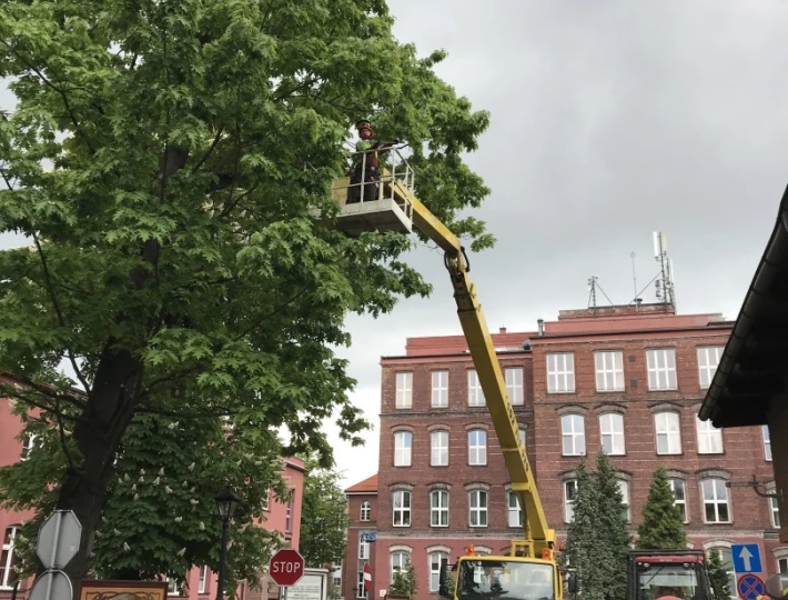 Wycinka i pielęgnacja drzew