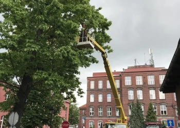 Pielęgnacja i wycinka drzew