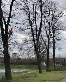 Pielęgnacja i wycinka drzew