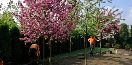 Sadzenie i przesadzanie drzew