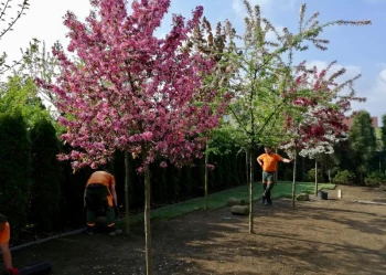 Sadzenie i przesadzanie drzew