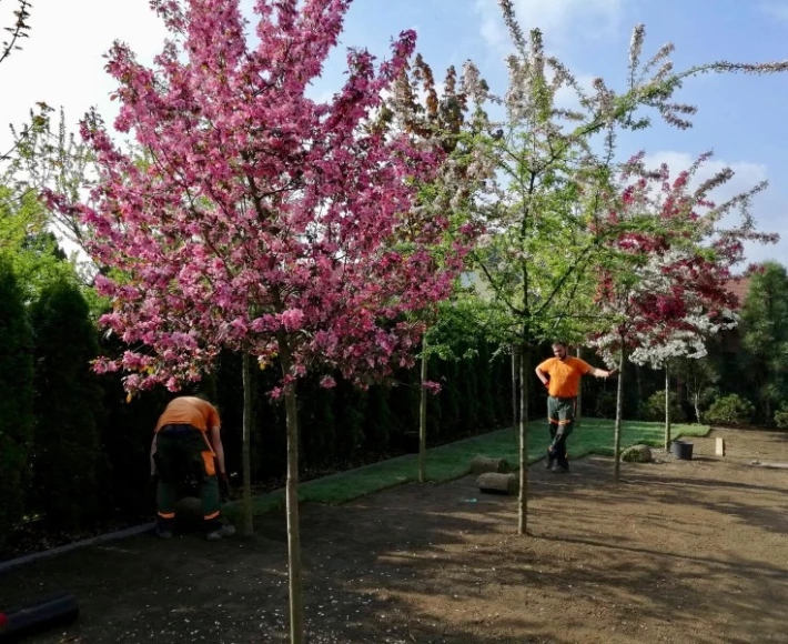 Sadzenie i przesadzanie drzew