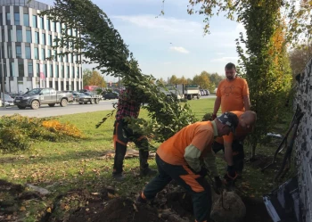 Sadzenie i przesadzanie drzew