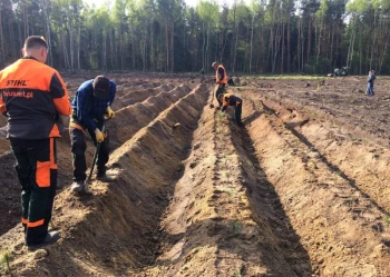 Sadzenie i przesadzanie drzew