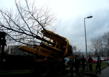 Sadzenie i przesadzanie drzew