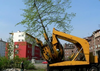 Sadzenie i przesadzanie drzew