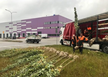 Sadzenie i przesadzanie drzew