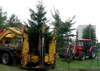 Sadzenie i przesadzanie drzew