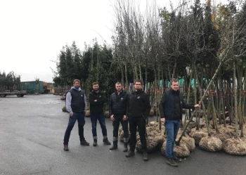 Sadzenie i przesadzanie drzew