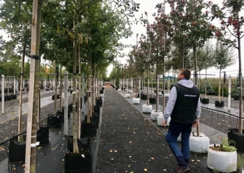 Sadzenie i przesadzanie drzew