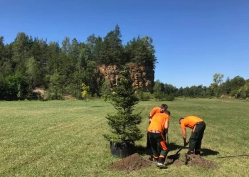 Sadzenie i przesadzanie drzew